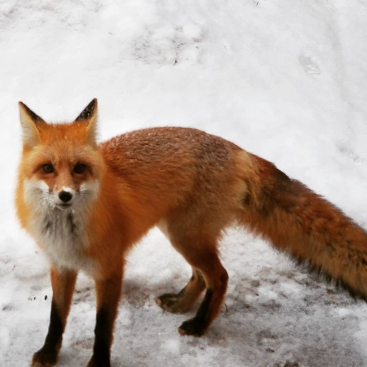 HCalantoc's tweet photo. Fox in my front yard.🦊 The joys of living in #colorfulcolorado. #foxes #WildAnimals #Colorado #beautiful #NaturePhotography #snow #FOX https://t.co/5nTxfuUYHp