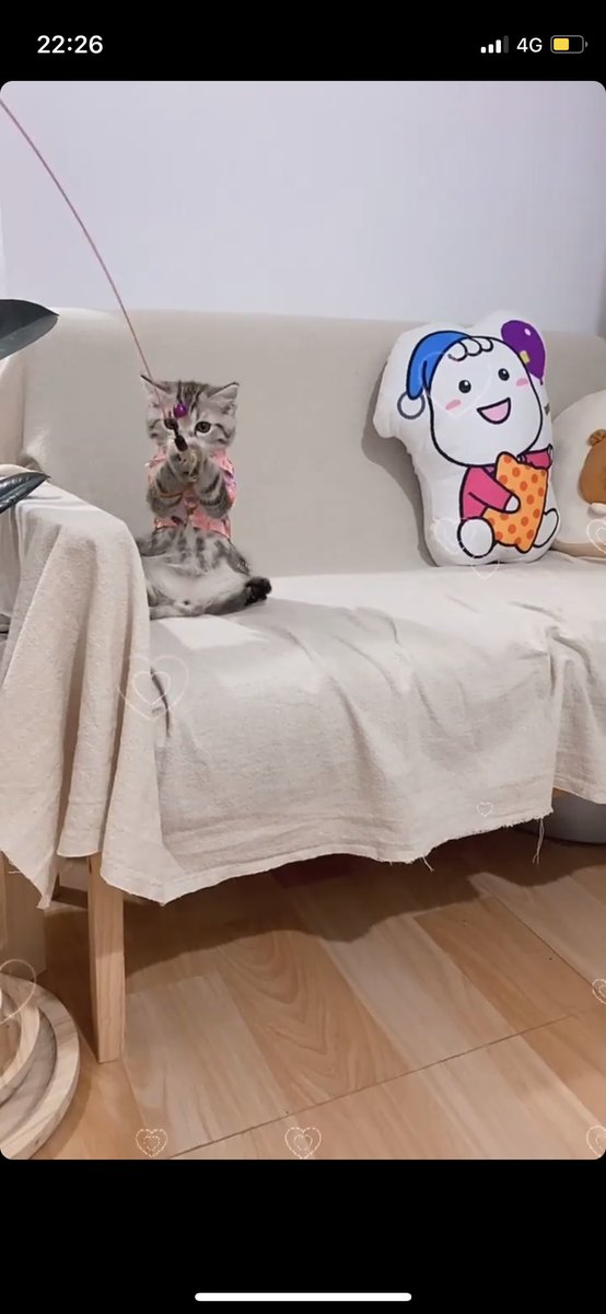 ✨🌈ʕ•ᴥ•ʔ 𝑺𝒐𝒍 𝒔𝒐𝒍 🍒 ןosןoS tweet media