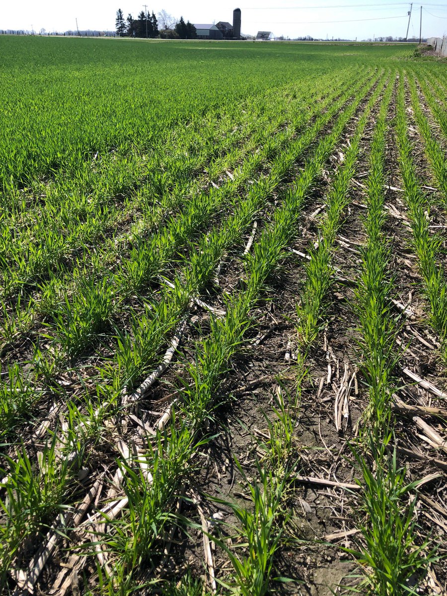 Yellowing, almost white wheat that looks similar to frost injury?  This is Manganese deficiency.  No surprise considering the drier spring.