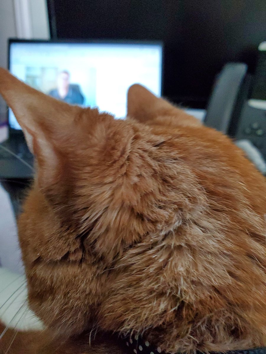 Tiger checks out the Cisco leader check-in. #WeAreCisco