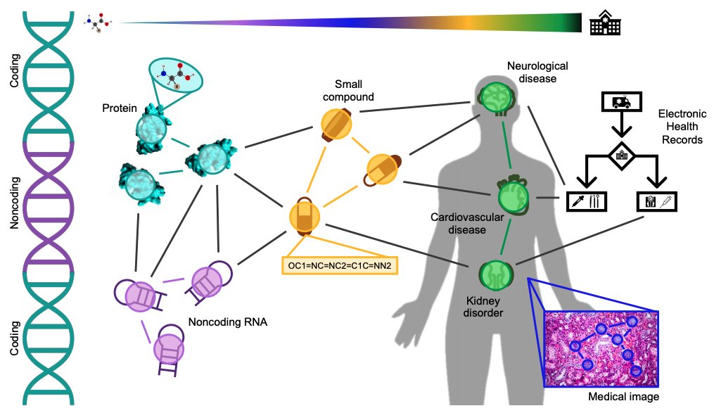 marinkazitnik's tweet image. Survey on Representation Learning for Networks in Biology and Medicine arxiv.org/abs/2104.04883
Long-standing principles of biomed nets (often unspoken in ML) provide grounding for representation learning, explain successes &amp;amp; limitations @_michellemli @KexinHuang5 #netbio #GNN #ML