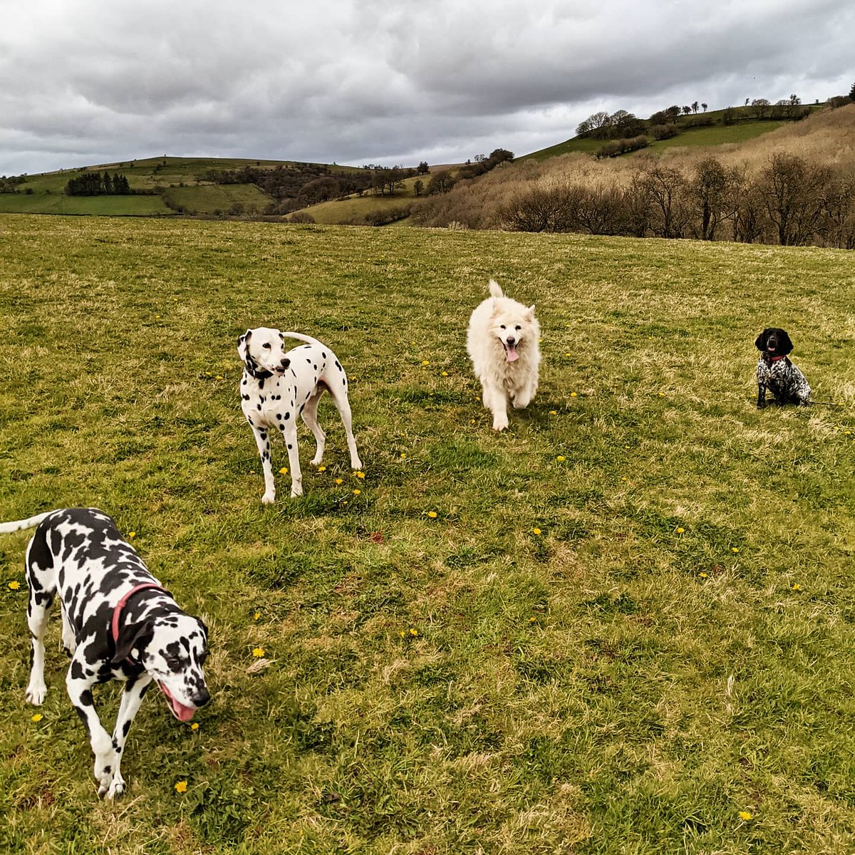 dansdogdaycare's tweet photo. Family Portrait ๐พ
Happy #Chewsday Every-Pawdy
#familyportrait #familytime #family #dogpack #dansdogdaycare #blueroancockerspaniel #cockerspaniel #dog #dogs #cute #dalmatian #dalmatians #puppy #puppylove #germanshepherd #tuesday #germanshepherds https://t.co/ldyyFlGCIx