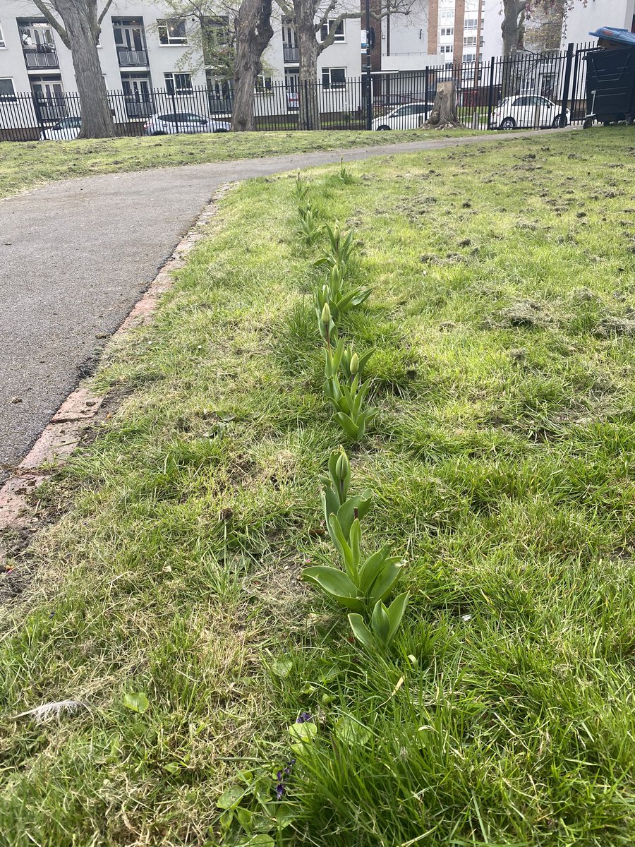 FINALLY blooming 🌷 🌷 #Ada100