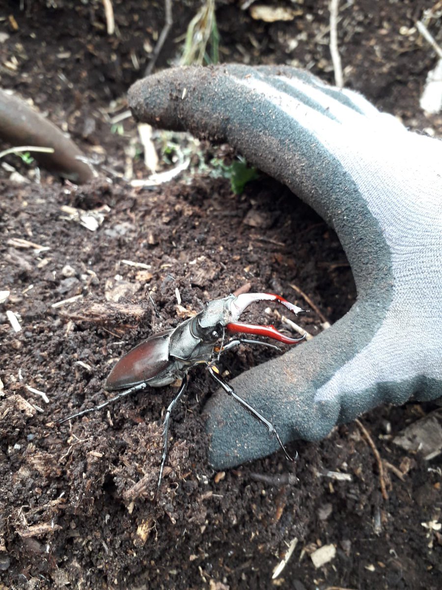 SamL_Kerr92's tweet photo. Found this beauty whilst out working today - my first male stag beetle! Added more standing dead logs to the wood chip pile to help future larvae #stagbeetle @PTES @Britnatureguide @NatureUK https://t.co/RUWzIyZGlt