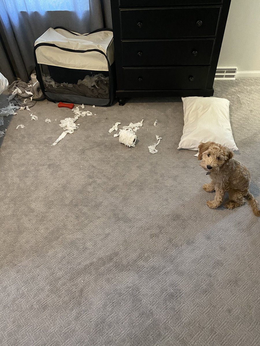 Ruby_RedPanda's tweet image. Hi Dad, 

Antifa stopped by..