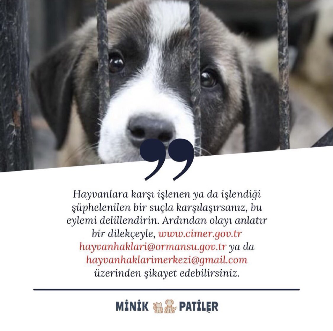 Hayvan istismarına şahit oldum ne yapabilirim?