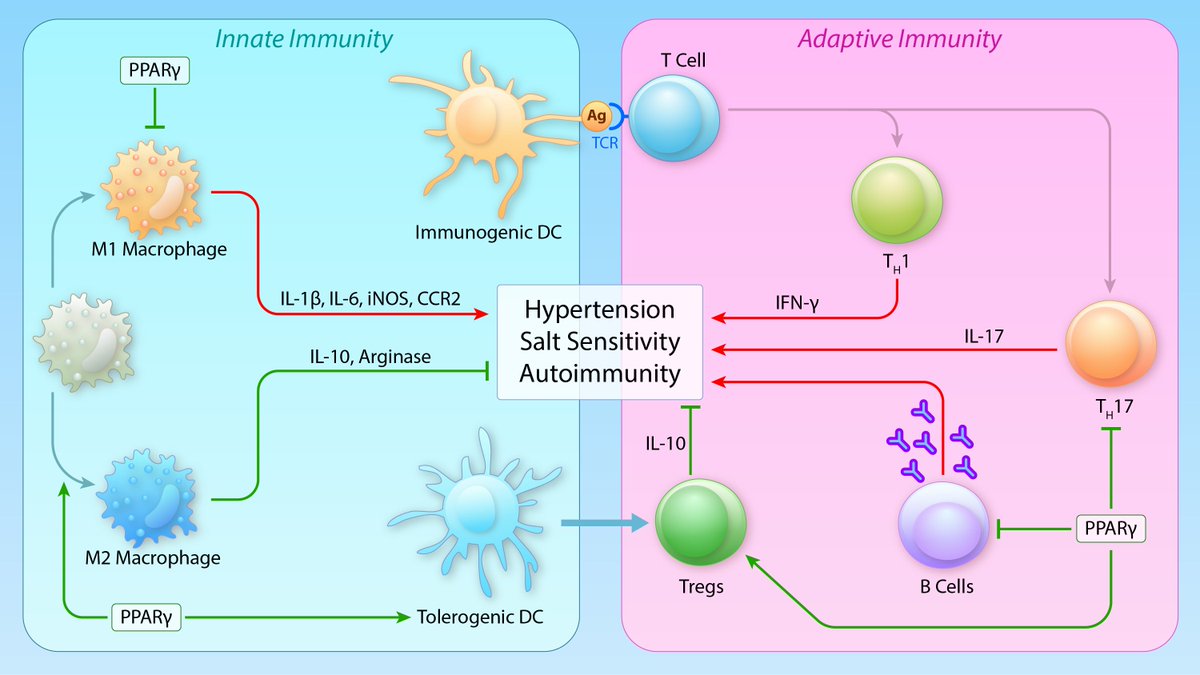 CircRes's tweet photo. @CircRes #Hypertension Compendium Alert!
Role of the Peroxisome Proliferator Activated Receptors (#PPARs) in #Hypertension https://t.co/i5s3JuqXnR
Authored by: Drs. S Fang, CD Sigmund and Team
@CurtSigmund @NakagawaPablo https://t.co/5ANl5XyhO1