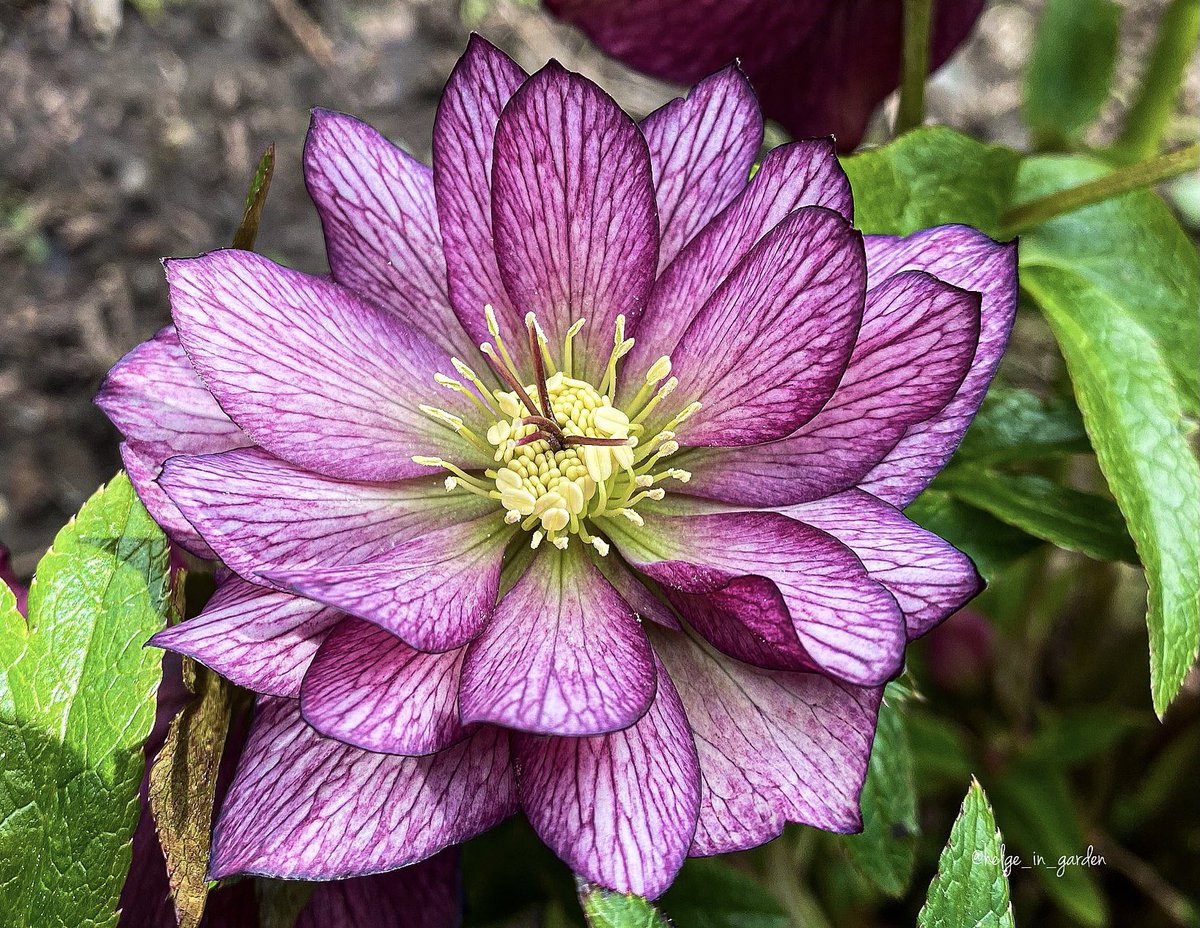 gardeninNorway's tweet photo. Helleborus orientales «Rose» in our garden - April 13.#mygarden #garden #flowers #plants https://t.co/BcdIi4IhqI