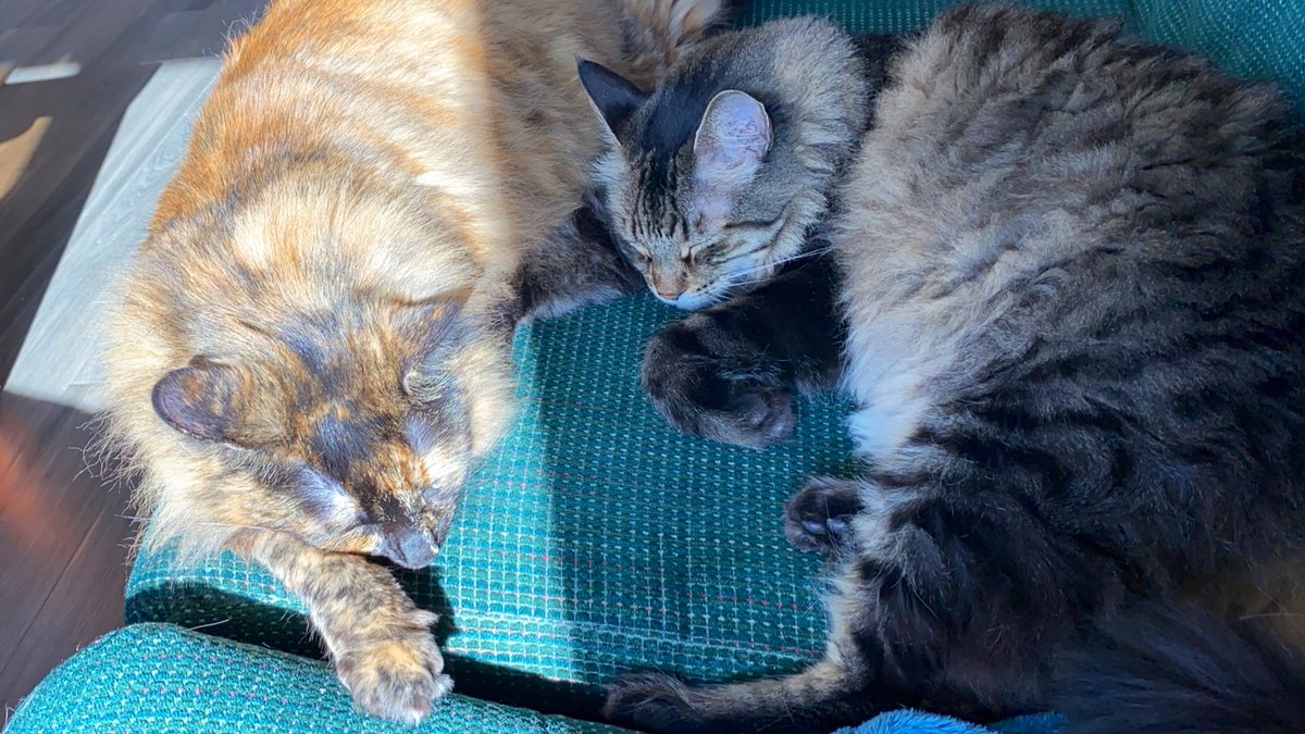 KittenDorm's tweet photo. KD residents Pyro &amp; Korben got the couch nice and warm, make sure you grab your ticket for this excellent weekend show! https://t.co/Kchk2jh0HZ
