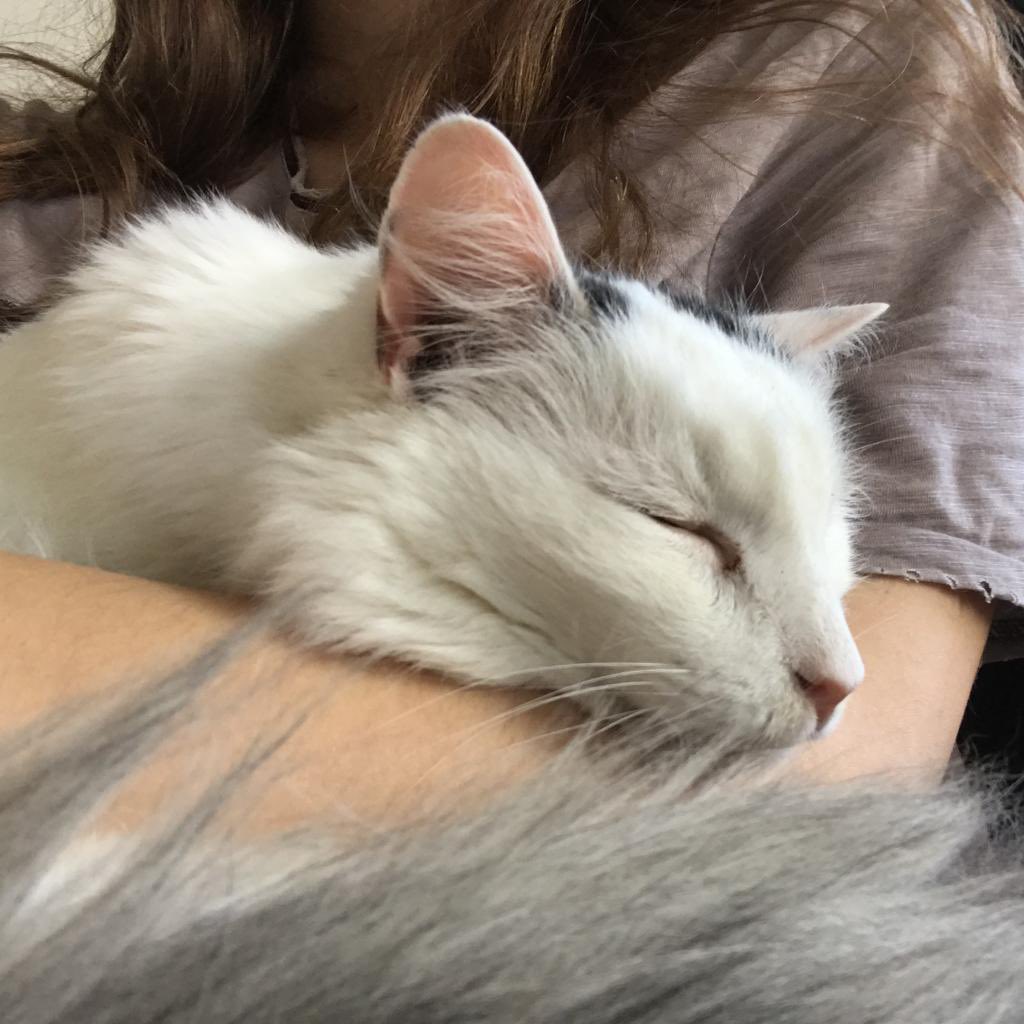 Bideawee's tweet photo. This sweet senior boy is Wuss & he’s a dream companion. ❤️He lost his home when his person passed away, but his foster mom told us that he loves to sleep with her every night, & always finds a spot where he can be as close to her as possible! Apply online: https://t.co/JCbaBnkvvS https://t.co/gaAO2nf0eQ