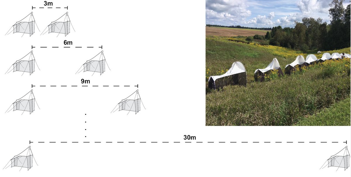 Amount of terrestrial #arthropod species shared between #Malaise trap pairs drops considerably at ~18 m trap-to-trap distance, conclude #metabarcoding surveys conducted at a site in Waterloo, Ontario, Canada 🇨🇦 #Biomonitoring #Biodiversity

🔓Study: doi.org/10.3897/mbmg.5…