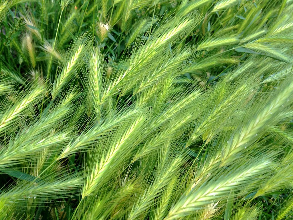 cropswalkerprm's tweet photo. Did you know that weeds can give you a snapshot into your soil fertility? Weeds grow for many reasons. One main reason is due to an imbalance of nutrients. For example Wild Barley, it grows in an environment that has a combination of: very low Ca, very low P,  high K, or high Mg. https://t.co/LakIziSxE6