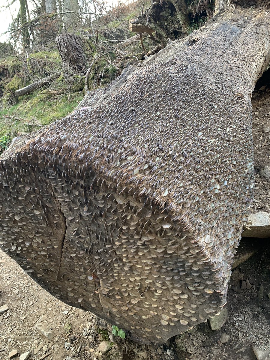 shikta_das's tweet photo. Anyone from #LakeDistrict tell me why are people inserting coins in dead tree? #interestingfind https://t.co/MTwuvEDihC