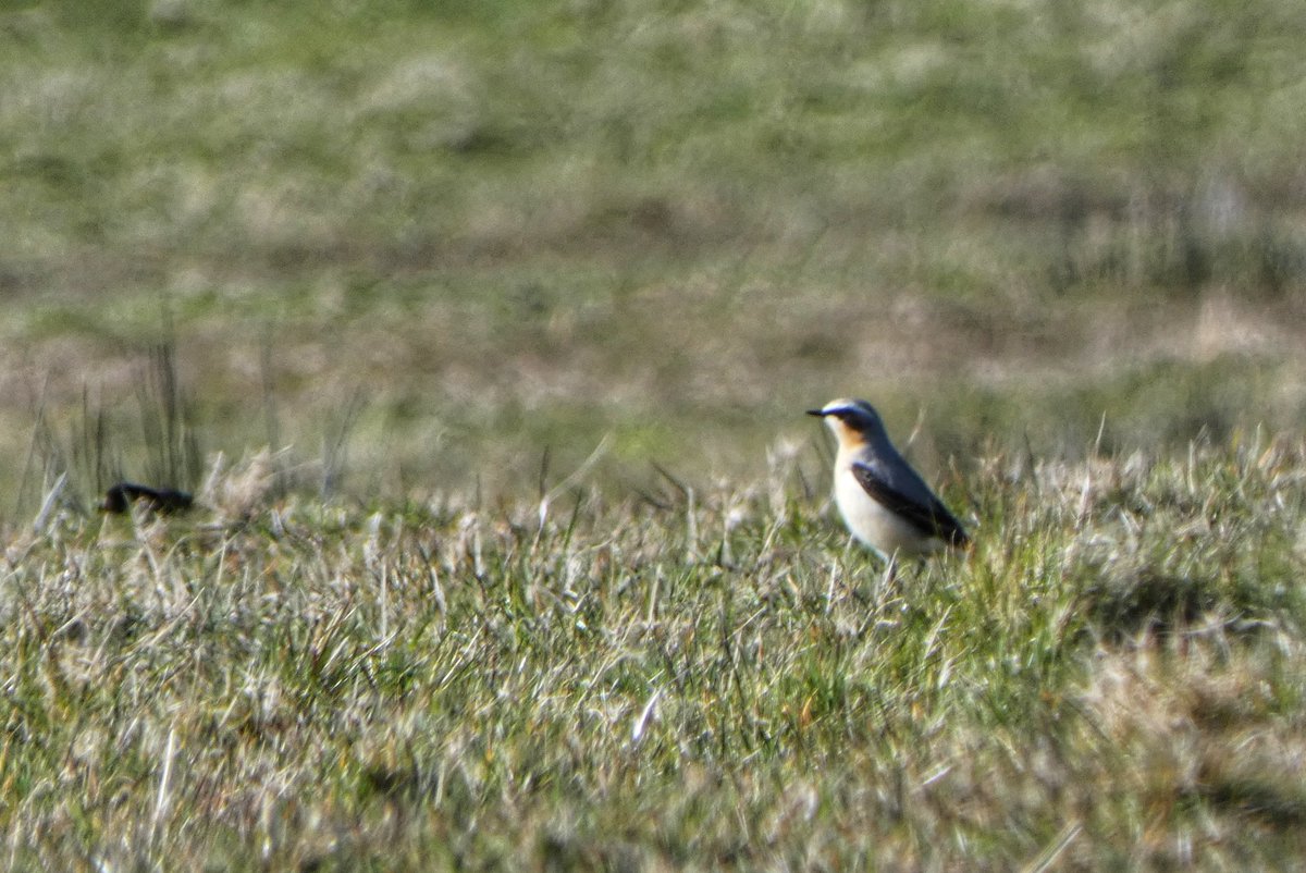 A brilliant tick for my #localpatch 
Im so made up to have spotted a Wheatear happily bopping around a field 😊