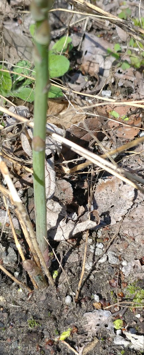 DemetersWay's tweet image. Asparagus: Year 2 😊
#asparagus #perennial #SpringHasSprung #ChicagoUrbanFarming #MidWestGardens
#HappyGardening #DemetersWay
