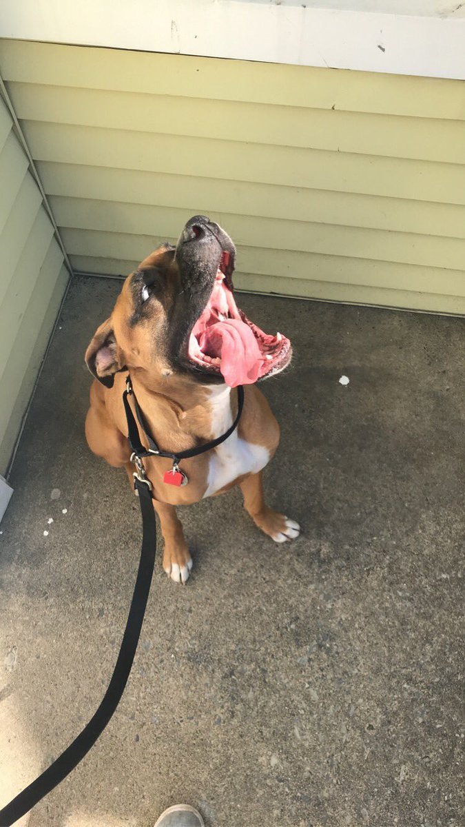 tboblax's tweet photo. @BuschBeer Lola’s resume: 
- female dog for equality
- unreal amount of energy, doesn’t get tired
- cute as heck, look at that face
- Licks everything under the sun, so she knows what’s good 
- still cute as heck
- Busch Boxer of Beer is genius marketing
#buschCTOcontest https://t.co/ztg7iWIUCj