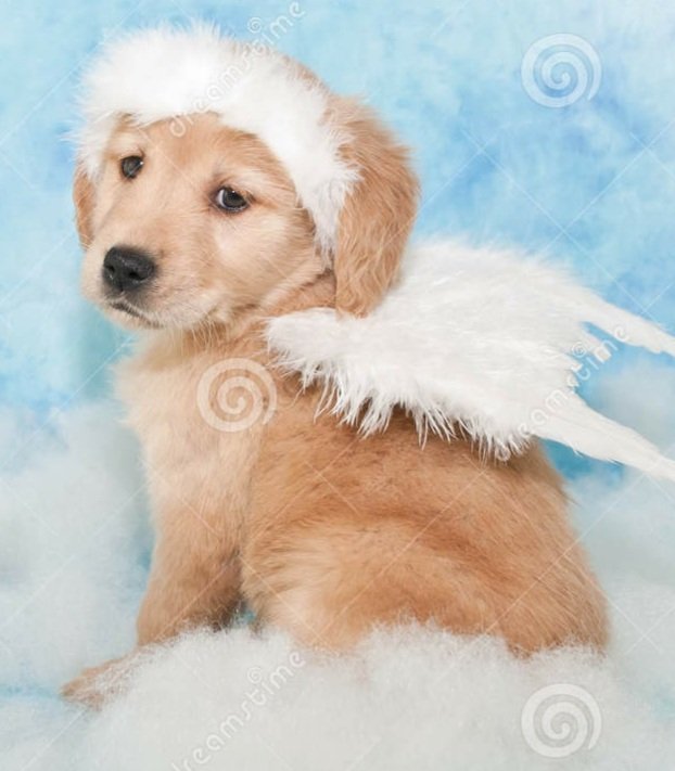 Coeur de Pirate as puppies tweet media
