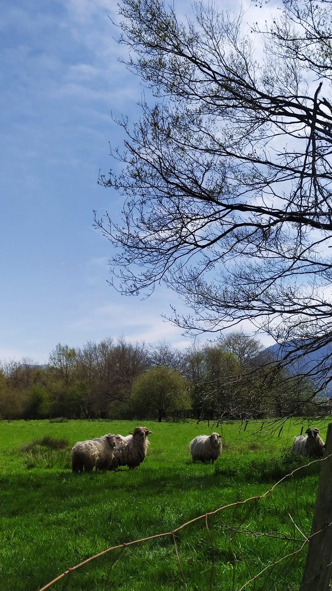 ulaaiar's tweet photo. "Abenduko elurra, gailtzerua; ilbeltzekua, burnia; otsailekua, egurra; marsukua, ura" esaten da Urdinen elurrak indarra galtzen dela eta egualdi ona heldu dala esateko. ☀️🌱 https://t.co/nPlKYIF85F