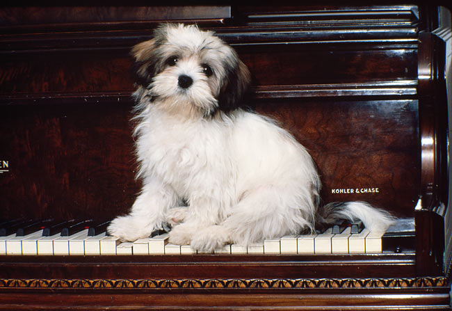 Coeur de Pirate as puppies tweet media