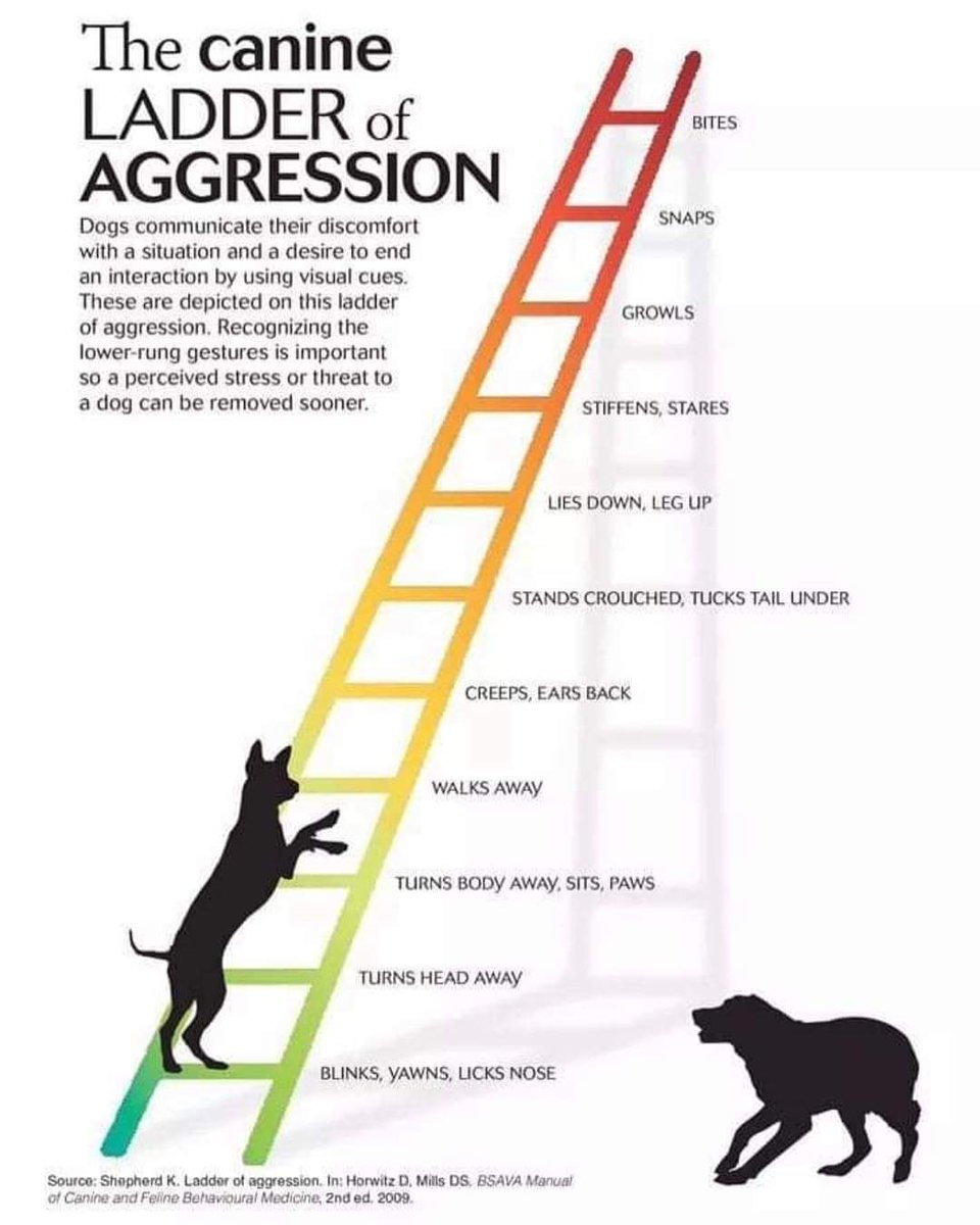 HolyCowCritters's tweet image. ⚠️Dog Bite Prevention Week⚠️

Becoming dog literate can save lives. Learn to read #dogbodylanguage and keep your friends and family safe. #dog #puppy #dogtraining #familydog #pets