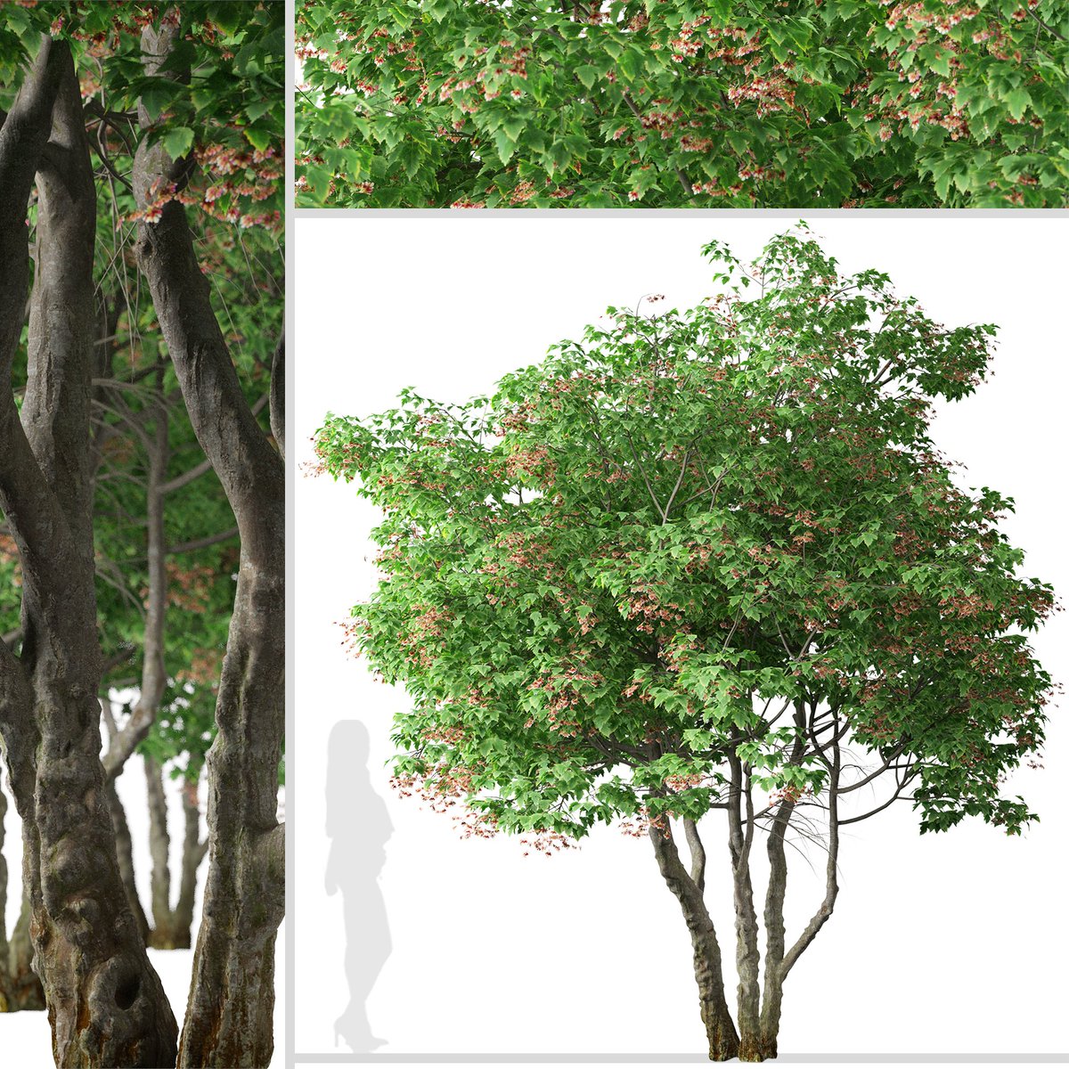 Деревья на татарском. Названия деревьев на татарском. Деревья и кусты названия. Названия деревьев на татарском языке. Вяз граболистный (ulmus suberosa).