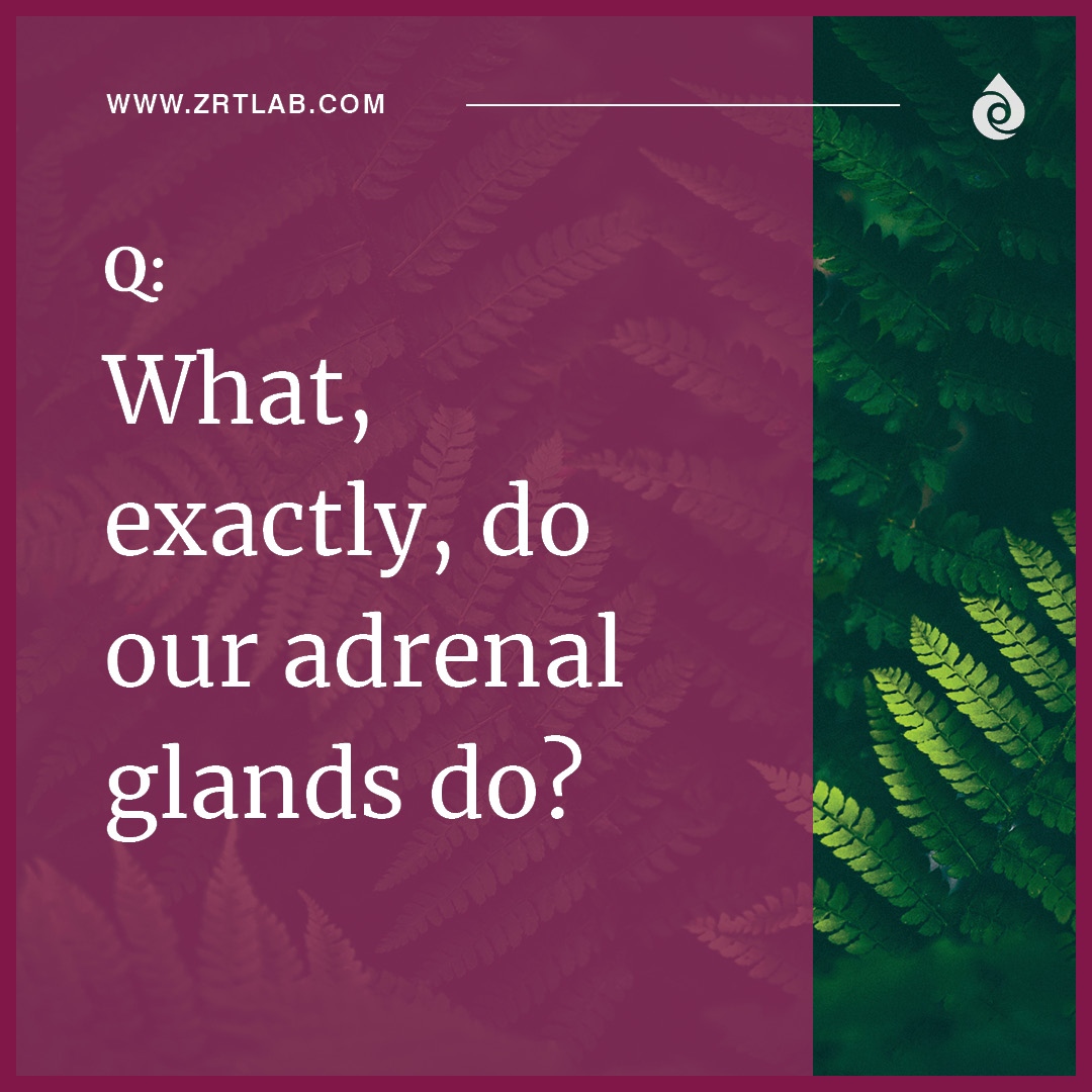 ZRTLab's tweet photo. For one, adrenal glands that are in balance produce adequate amounts of hormones to power us through the day. But that’s not all. Click the link below to read more.
https://t.co/QQ2beCv43p https://t.co/ELsaFxtnAG