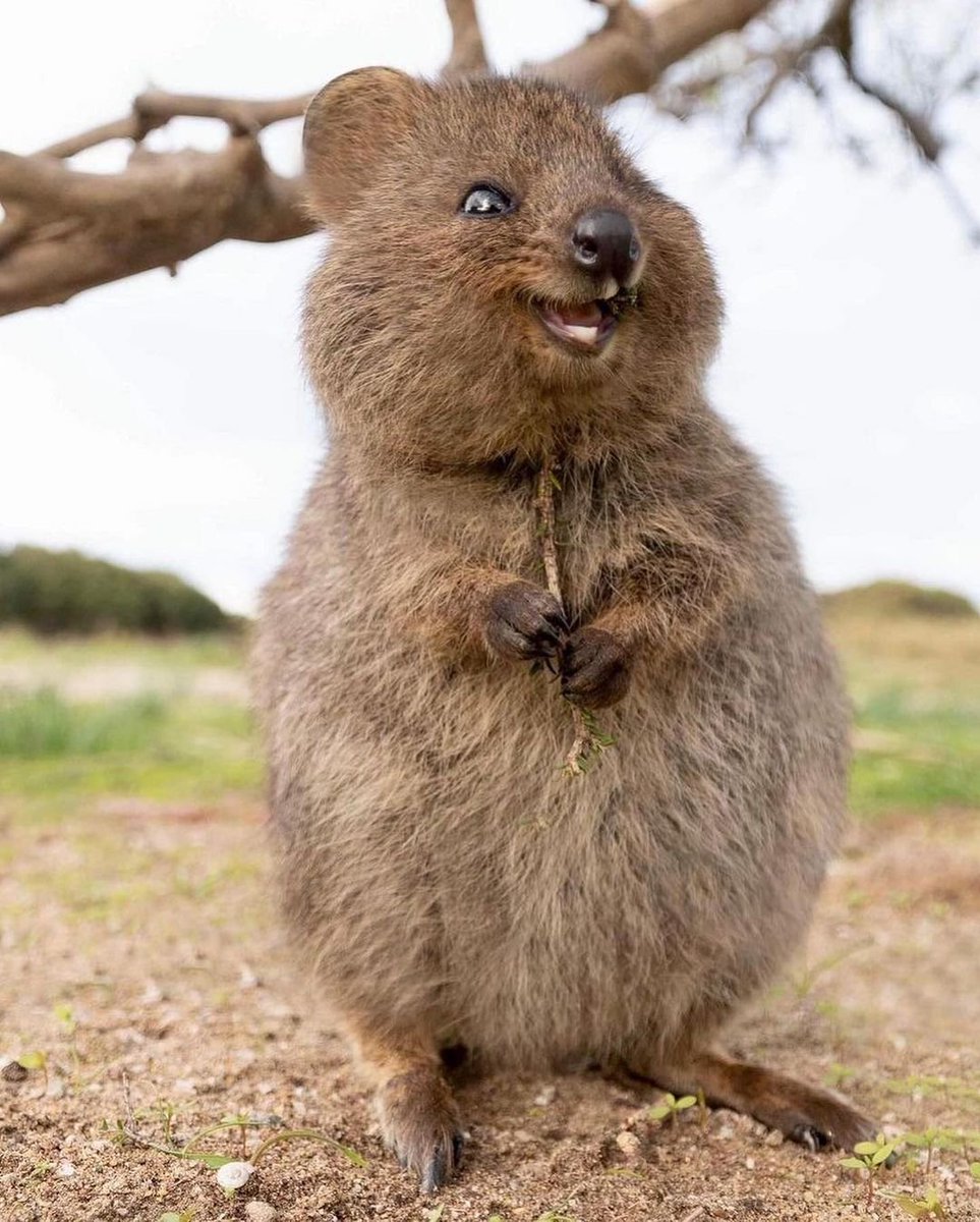 ekonomihaber365's tweet photo. 📸Kameralara poz veren bir Quokka. https://t.co/I2iq4x8aY6