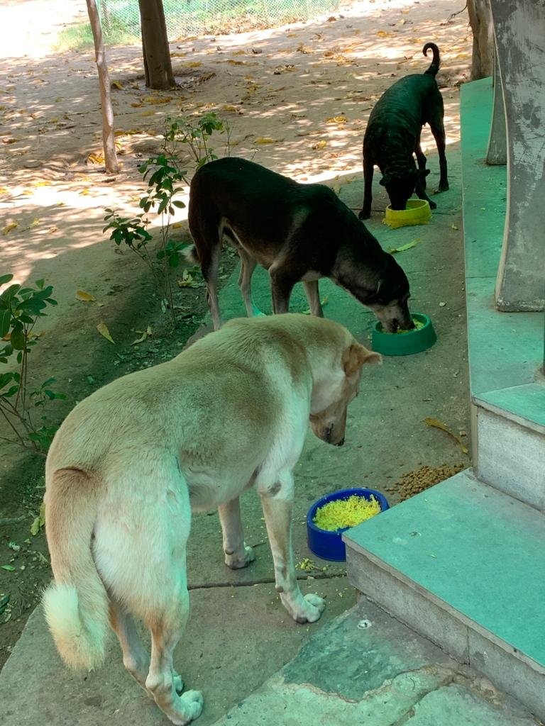 Our Day 19 of #year2 of #feedingstrays in #delhi Please look after stray animals and birds around you. #animalsarepeopletoo #OneKindAct #bekind #lockdownindia #lockdown