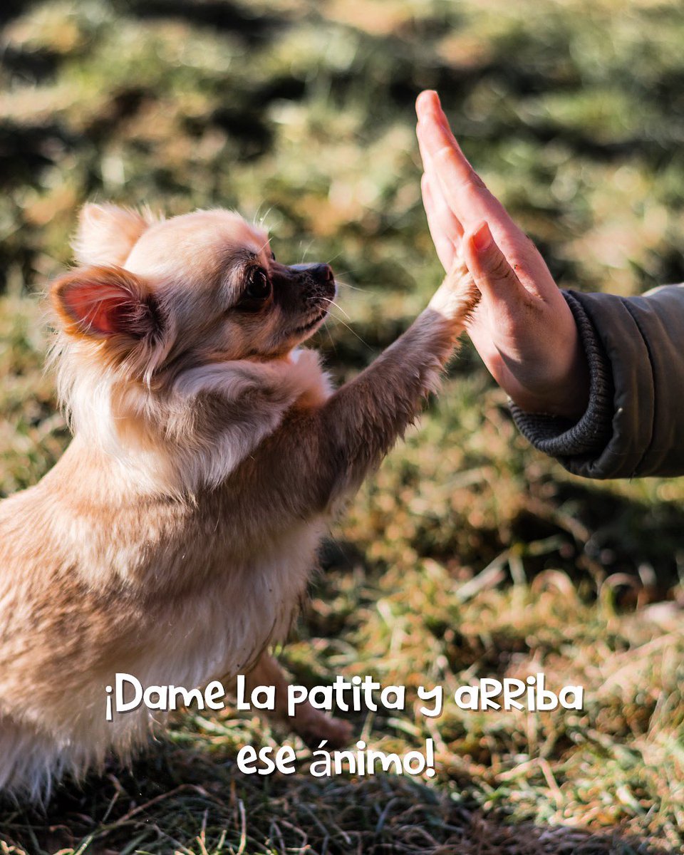 Comenta un 🧡 si tu también sientes que tu perro te apoya en tus momentos difíciles 🥺

¿Quieres que escribamos sobre las mascotas de apoyo emocional en el blog para saber qué dicen los expertos? 💬