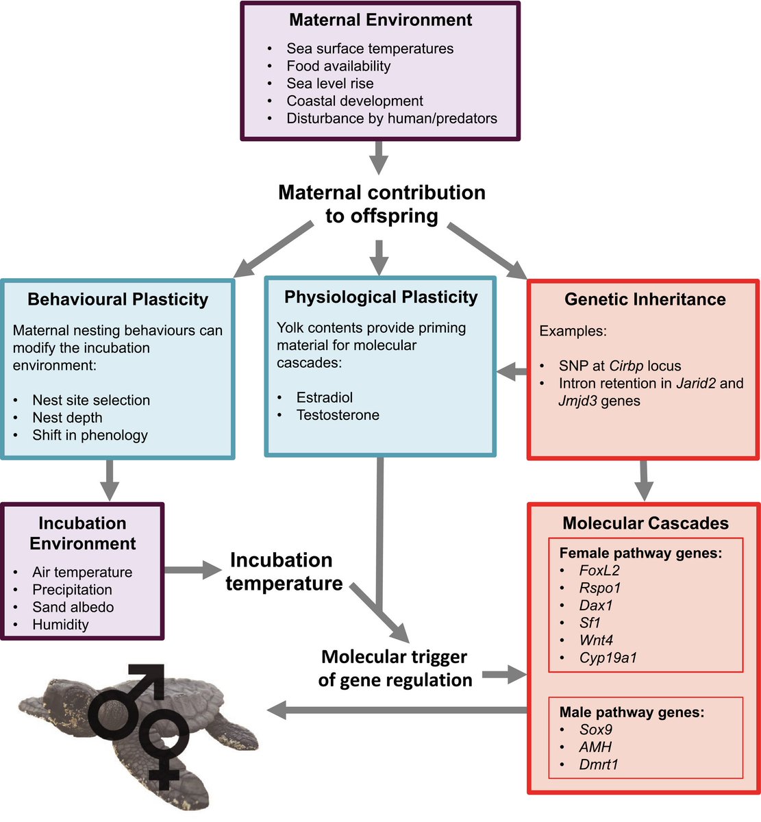 EvolAppJournal's tweet photo. Review alert #Climate #reptiles #turtles #sex #temperature #TSD
Effects of global warming on species with temperature‐dependent sex determination: Bridging the gap between empirical research and management
https://t.co/XAipfpISd7
by Lockley &amp; Eizaguirre @EizaguirreLab @EmLockley1 https://t.co/3eNXrzNvyJ