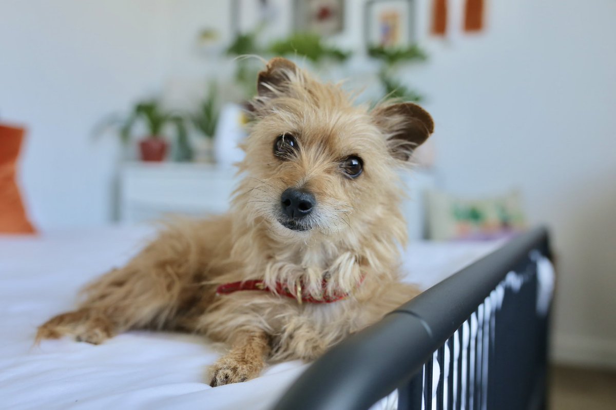 athenathechipoo's tweet photo. 🌷🧚🏻‍♀️🐶 https://t.co/DMWdtuXMya