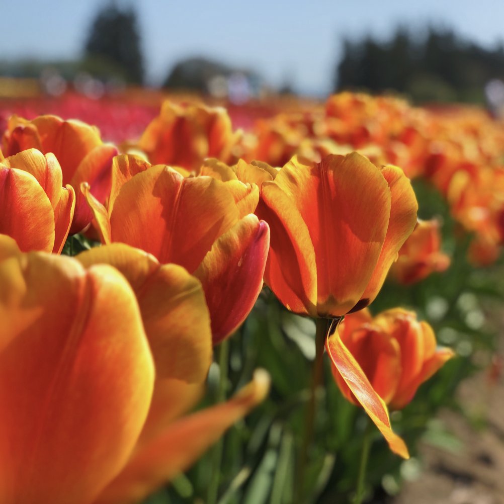 The Portland Clinic (PortlandClinic) Twitter