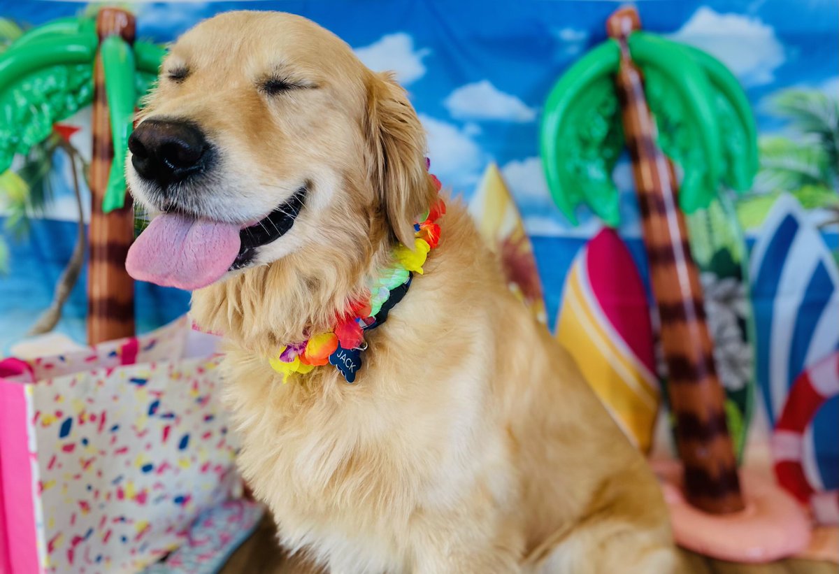 PawsandPawPaws's tweet photo. #dogs deserve a #SpringBreak21 too. So we made it happen. Check out these #DogsofTwittter photos to brighten your day. πΆππ @WithDogsAndCats @DogsInTheNews @dogcelebration https://t.co/aSZiS40gHd