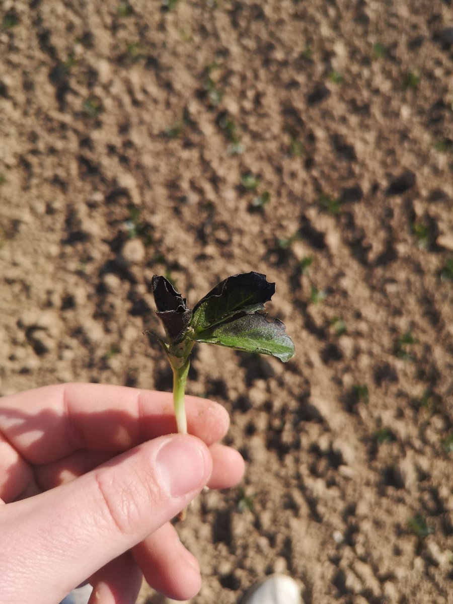 GEL : Constats rassurants pour les bios IDF
Bett : peu de dégâts car pas/peu levées voire pas semées 
OP : chatouillées en terres sup. mais repartent
Lin : très touchées avec resemis 
Protéa : belles grillures mais ça devrait aller
Céréales d’hiver : RAS pour le moment 🤞
<a href="/CAIDF/">Chambre d'agriculture de Région IDF</a>