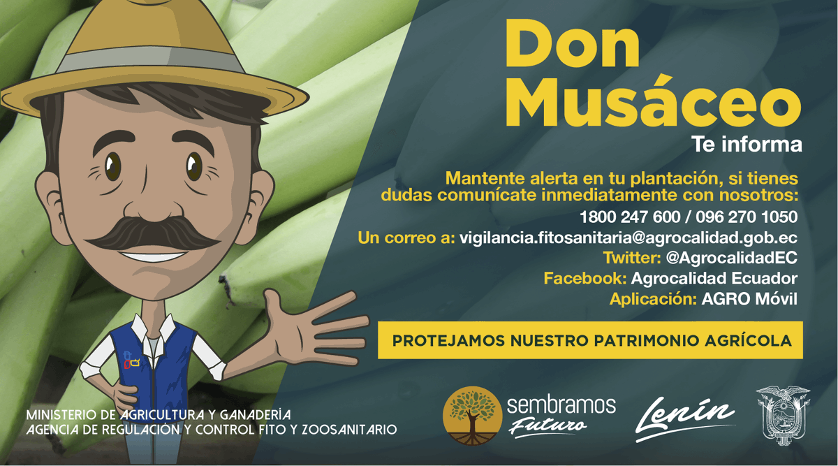AgriculturaEc's tweet photo. 📲 Informa de inmediato sobre cualquier síntoma asociado a esta plaga en tu cultivo; comunícate al 1800 247 600 o mediante nuestros canales de atención.
#EcuadorSinFocR4T🇪🇨
#SembramosFuturo https://t.co/n0VmqZujNr