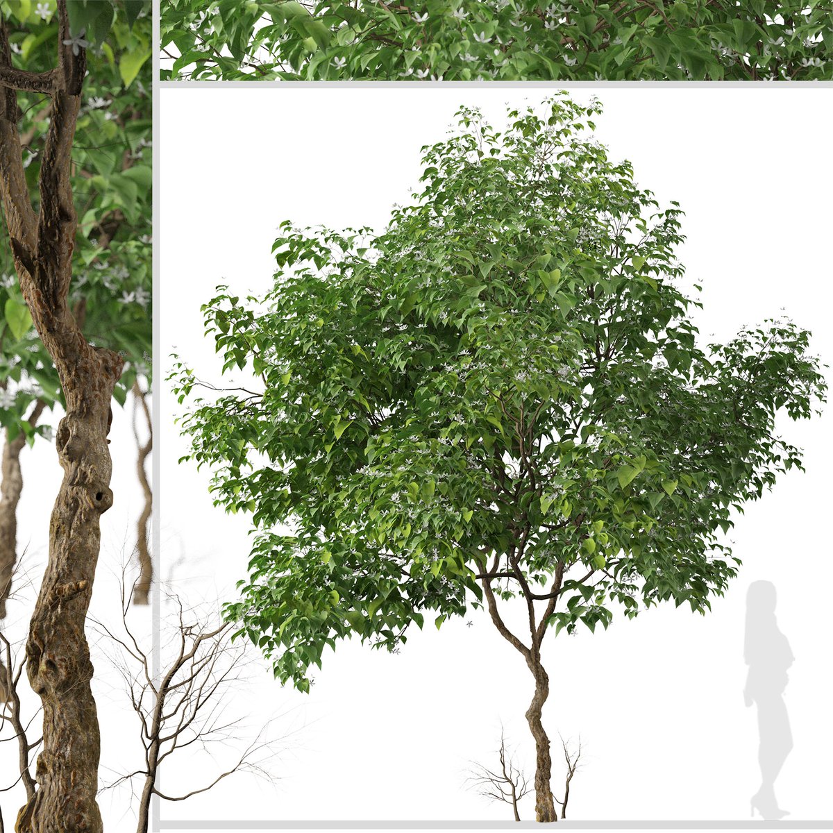 moonikoffice's tweet image. Set of Clerodendrum trichotomum Trees 
Clerodendrum trichotomum, the harlequin glorybower, glorytree or peanut butter tree, is a species of flowering plant in the family Lamiaceae. It is a large deciduous shrub, growing 3–6 meters high. #landscape #tree3d
cgtrader.com/3d-models/plan…