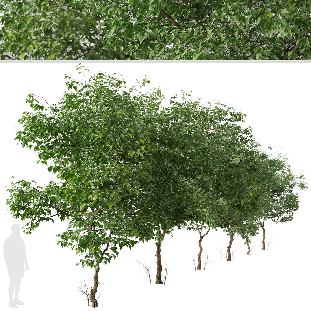 moonikoffice's tweet image. Set of Clerodendrum trichotomum Trees 
Clerodendrum trichotomum, the harlequin glorybower, glorytree or peanut butter tree, is a species of flowering plant in the family Lamiaceae. It is a large deciduous shrub, growing 3–6 meters high. #landscape #tree3d
cgtrader.com/3d-models/plan…