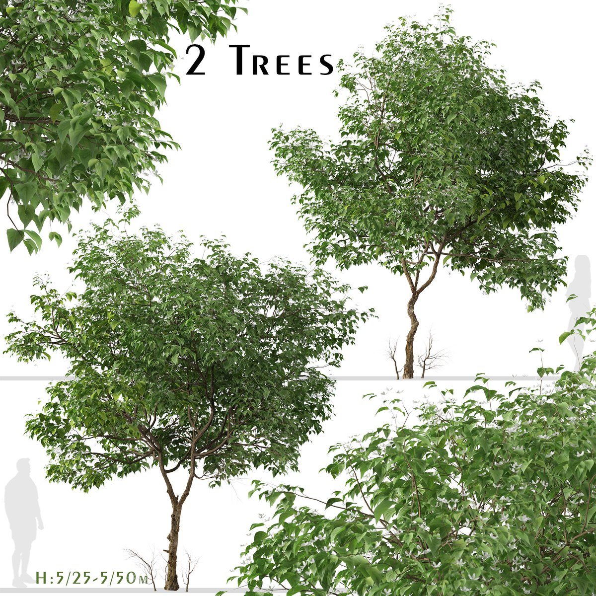 moonikoffice's tweet image. Set of Clerodendrum trichotomum Trees 
Clerodendrum trichotomum, the harlequin glorybower, glorytree or peanut butter tree, is a species of flowering plant in the family Lamiaceae. It is a large deciduous shrub, growing 3–6 meters high. #landscape #tree3d
cgtrader.com/3d-models/plan…