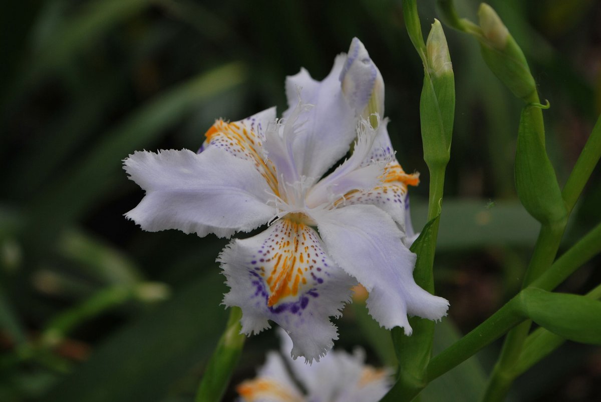 gardendesign_it's tweet photo. #Iris japonica illumina i luoghi ombrosi con la grazia e leggerezza dei suoi #fiori . Ne parlo in https://t.co/Szgx3ATdyI Iris japonica has a wonderful display of elegant #Flowers which lighten a shady place https://t.co/GmMlP1Smnt