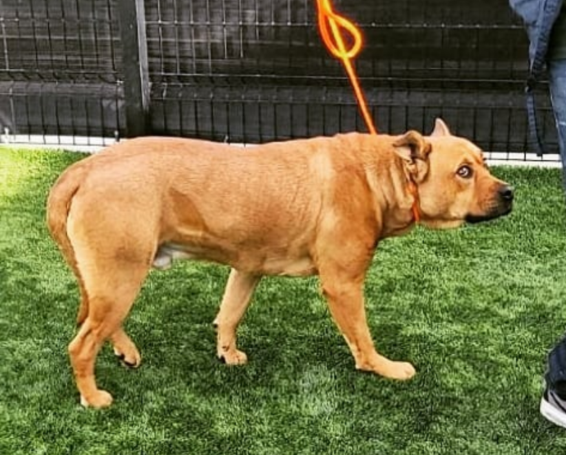 mapleveewesem's tweet photo. 🆘🐾 FOSTERS NEEDED STAT 🐾🆘
SAMSON, CHARLIE & DOUG are all living at the whim of #OCAnimalcare #CA .Past their final deadline, they can be killed anytime!😳 Only #SoCal #doglovers stepping up to #FOSTER them can save their lives🙏
More ⬇ https://t.co/AbPSfcMbLE
