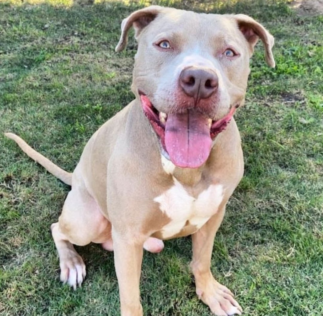 mapleveewesem's tweet photo. 🆘🐾 FOSTERS NEEDED STAT 🐾🆘
SAMSON, CHARLIE & DOUG are all living at the whim of #OCAnimalcare #CA .Past their final deadline, they can be killed anytime!😳 Only #SoCal #doglovers stepping up to #FOSTER them can save their lives🙏
More ⬇ https://t.co/AbPSfcMbLE