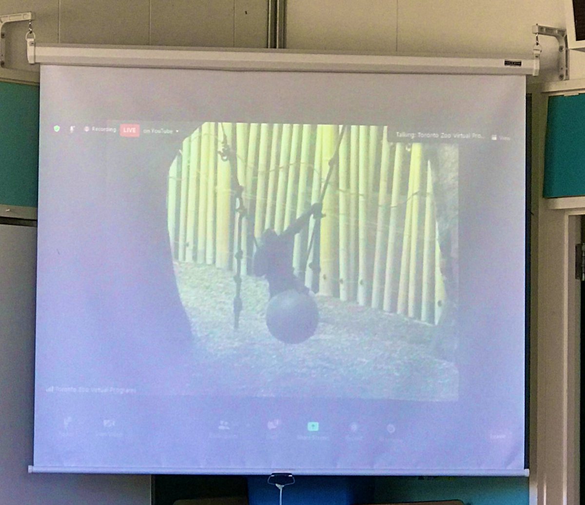 What an amazing virtual field trip to <a href="/TheTorontoZoo/">The Toronto Zoo</a>!! <a href="/joyfullylearn/">Joyful Learning Canada</a> <a href="/SD63Brentwood/">Brentwood Elementary</a>
