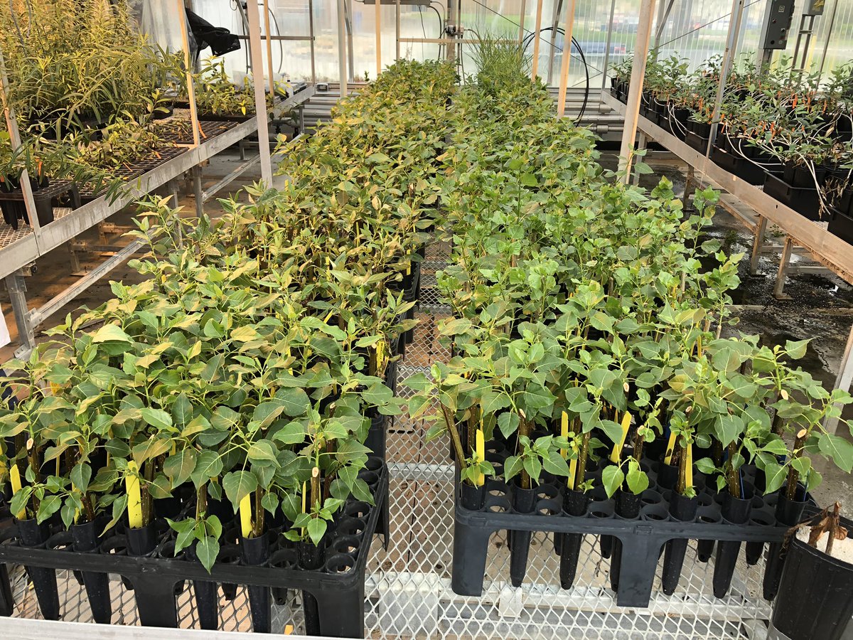 They grow up so quickly! Can’t wait to get these guys into the ground at our new field site in a couple of weeks.