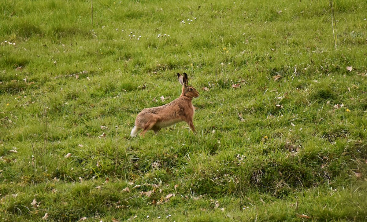 EBurford1's tweet photo. Saw my first hare this evening!😍#hare #wildlife #wildlifephotography #naturelover #spring @WildlifeTrusts @BBCSpringwatch https://t.co/2Nw8LGzJNS