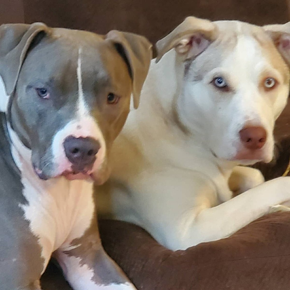 dogsnotdudes's tweet photo. Or...there is my sister...maybe 2 for the price of one? #2arebetterthan1 #buschCTOcontest #bestpair #lovefood #willworkforfood #dreamingoffame #perfectforthejob https://t.co/86sAx2gdsI
