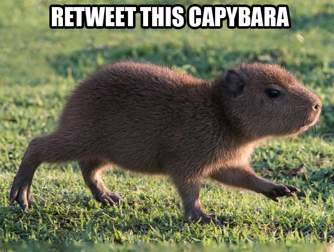 CAPYBARA_MAN's tweet photo. https://t.co/UorMLrfPL6