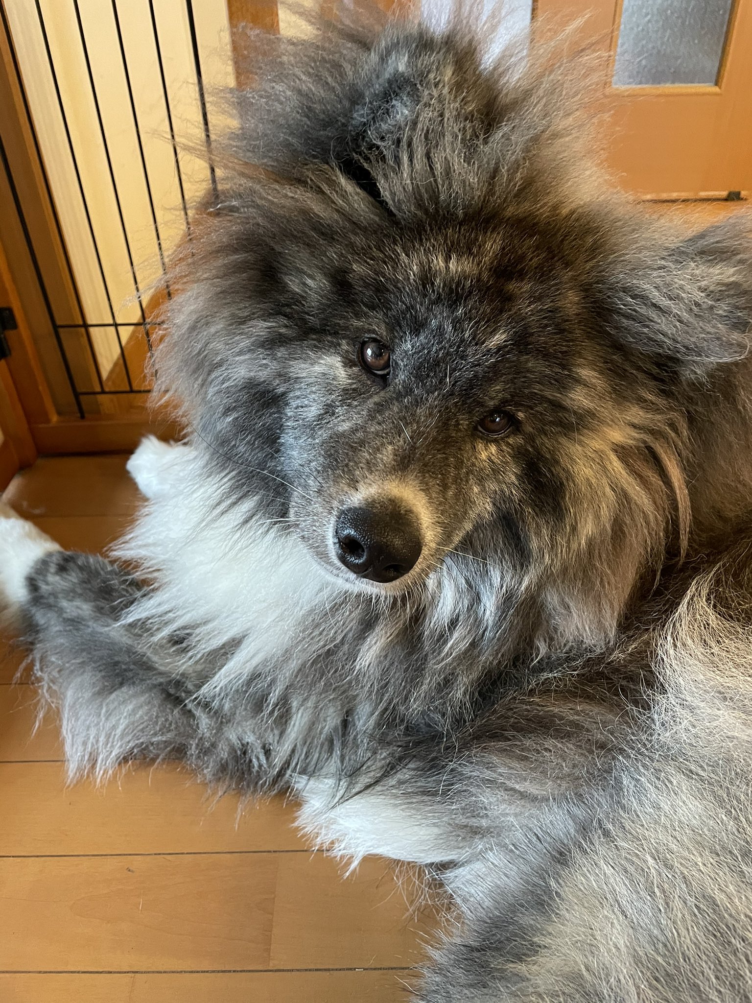 秋田犬ぽんた Sachiyoshirai Twitter