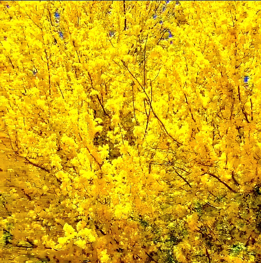 TbBrame's tweet photo. Everywhere you look right now in #Arizona yellow is all over the landscape. The #PaloVerde blooms are at their peak.
#PlantyStuffs #BloomSpotting #Spring #SpringInArizona #TreesInBloom https://t.co/X9cMQxVqqo