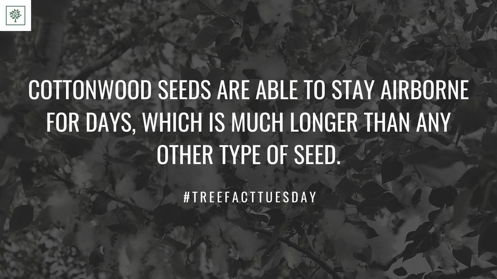 TreesForBooks's tweet image. #treesforbooks #treefacttuesday