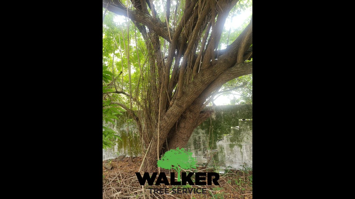 WalkerTree2017's tweet image. Brazilian Pepper Trees, Why Do They Need To Be Removed In Florida?

Brazilian Pepper trees are invasive, non-indigenous trees in Florida. 

Learn More At:

walkertreeservices.com/brazilian-pepp…